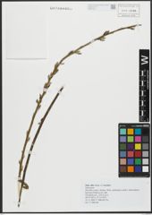 Foto von Salix alba subsp. coerulea (Sm.) Rech. f.